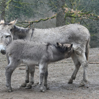 Wild- en belevingspark Daun (Eiffel Duitsland)