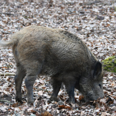 Wild- en belevingspark Daun (Eiffel Duitsland)