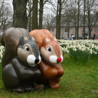 Eekhoorns op de Dries in Opdorp