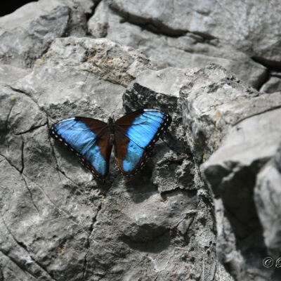 Zoo Antwerpen