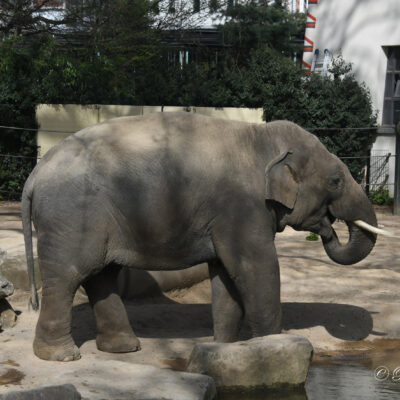 Zoo Antwerpen