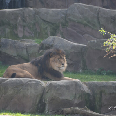 Zoo Antwerpen