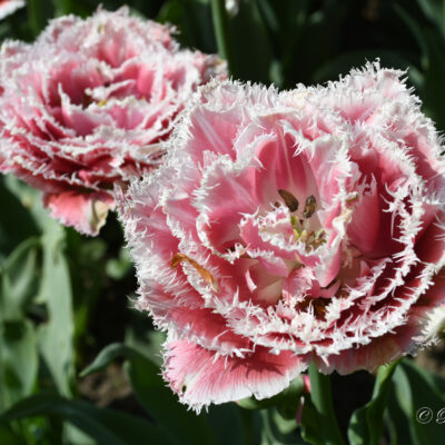 Floralia Brussels in het park van Groot-Bijgaarden