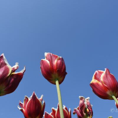 Floralia Brussels in het park van Groot-Bijgaarden