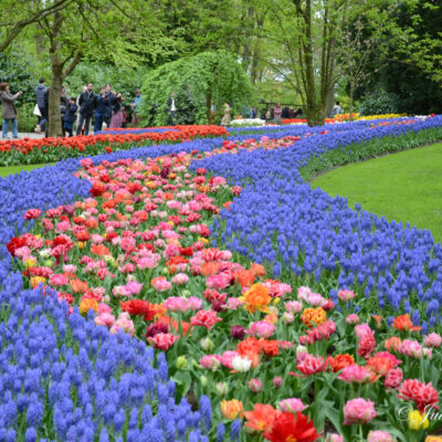 Keukenhof Lisse