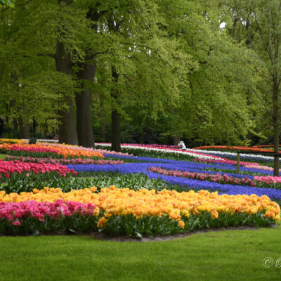 Keukenhof Lisse