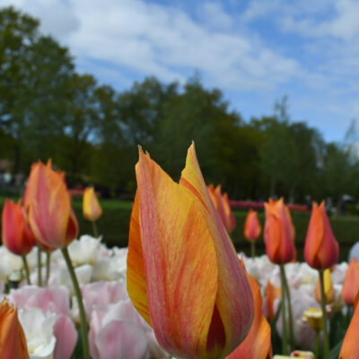 Keukenhof Lisse