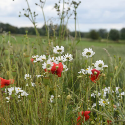 Gaverstocht Onkerzele