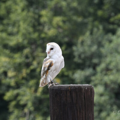 Adler und wolfpark Pelm