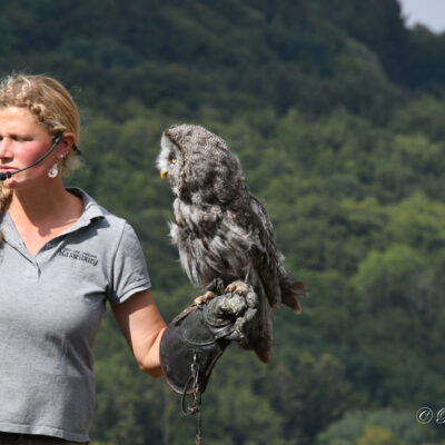 Adler und wolfpark Pelm