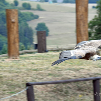 Adler und wolfpark Pelm