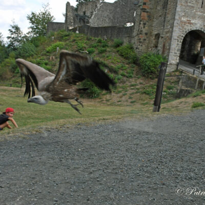 Adler und wolfpark Pelm