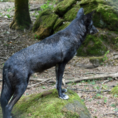 Adler und wolfpark Pelm - Voedertijd voor de wolven 