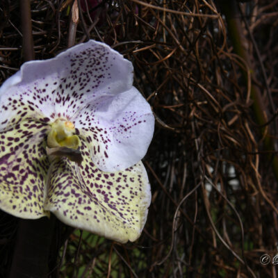 Fleuramour Alden-Biesen