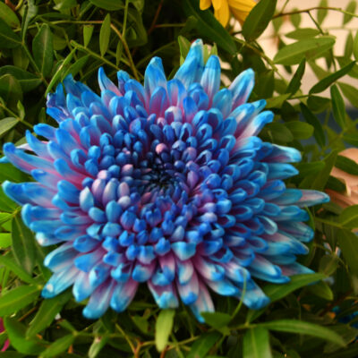 Fleuramour Alden-Biesen