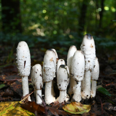 Herfststocht Tervuren