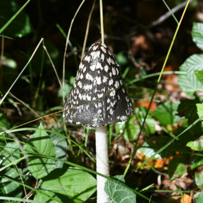 Herfststocht Tervuren