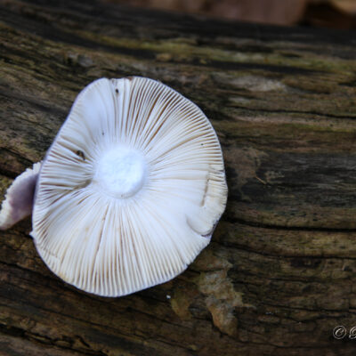 Paddenstoelen in het park van het kasteel d'Ursel in Hingene