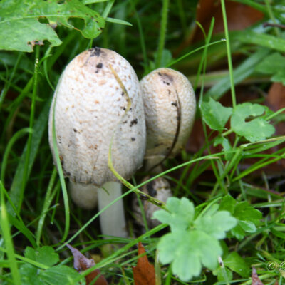 Paddenstoelen in het park van het kasteel d'Ursel in Hingene