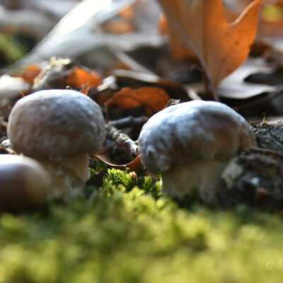 Paddenstoelen in het park van het kasteel d'Ursel in Hingene