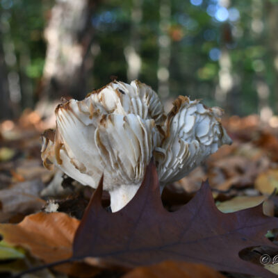 Paddenstoelen in het park van het kasteel d'Ursel in Hingene