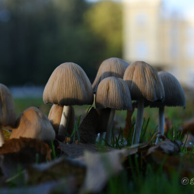 Paddenstoelen in het park van het kasteel d'Ursel in Hingene