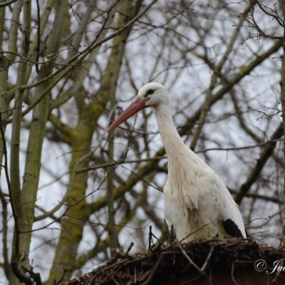 Zoo Planckendael