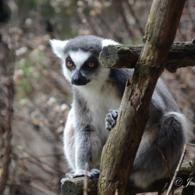 Zoo Planckendael