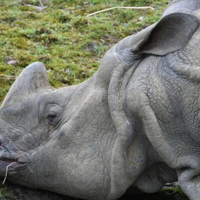 Zoo Planckendael