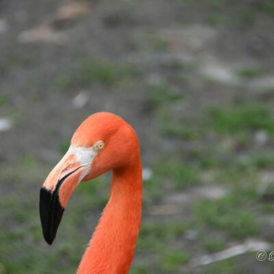 Zoo Planckendael