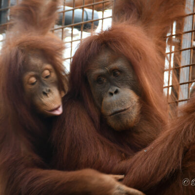 Zoo Planckendael