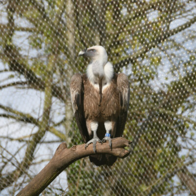 Zoo Planckendael