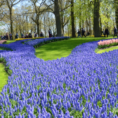 Keukenhof