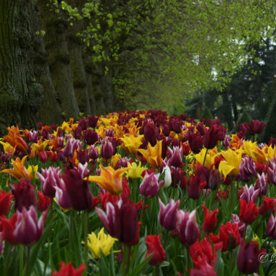 Floralia Brussels Kasteel Groot-Bijgaarden