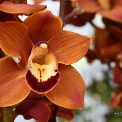 Keukenhof