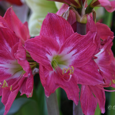 Keukenhof