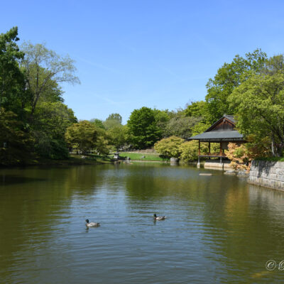 Japanse tuin Hasselt