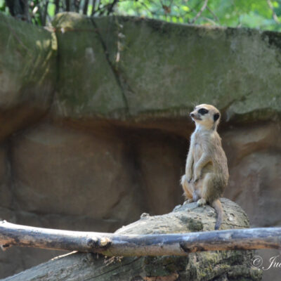 Zoo Antwerpen