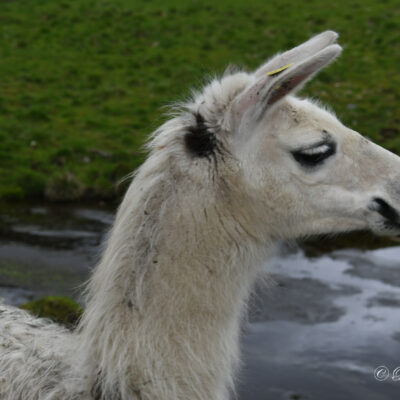 Alpacaboerderij