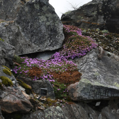 Botanische tuin in Tromso