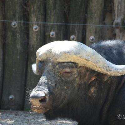 Zoo Antwerpen