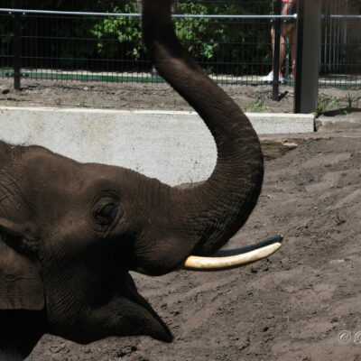 Zoo Antwerpen