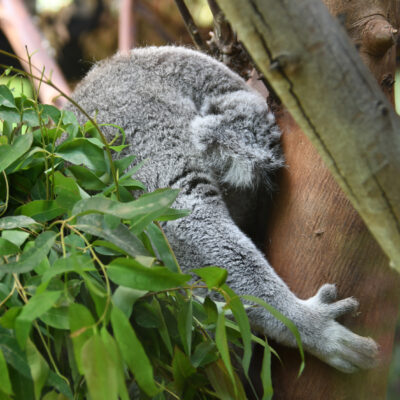 Zoo Antwerpen