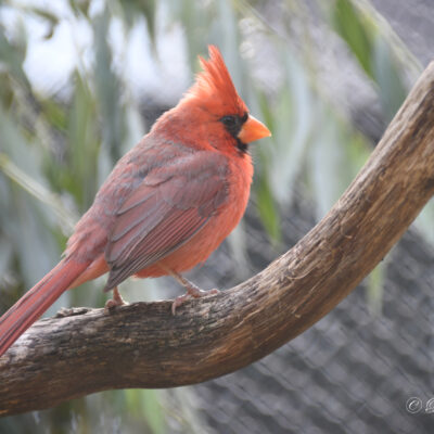 Zoo Antwerpen