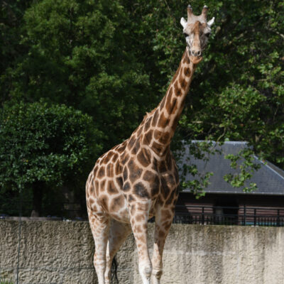 Zoo Antwerpen