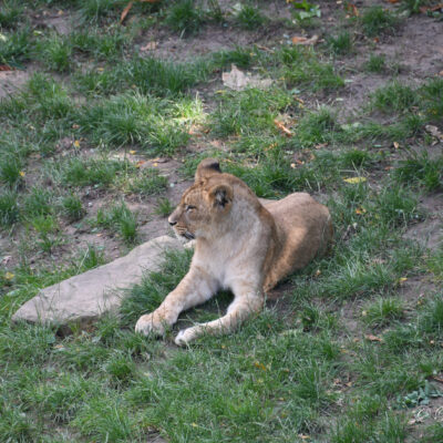 Zoo Antwerpen