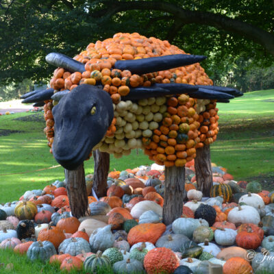 Sauropelta Dinosaurus
Pumpkimania Kasteel Groot-Bijgaarden