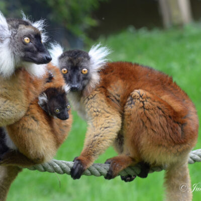 Ook bij de lemuren is er een kleintje
