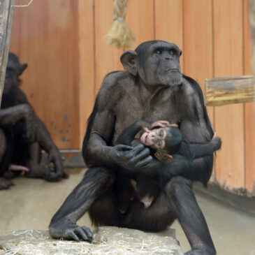 ZOO Antwerpen